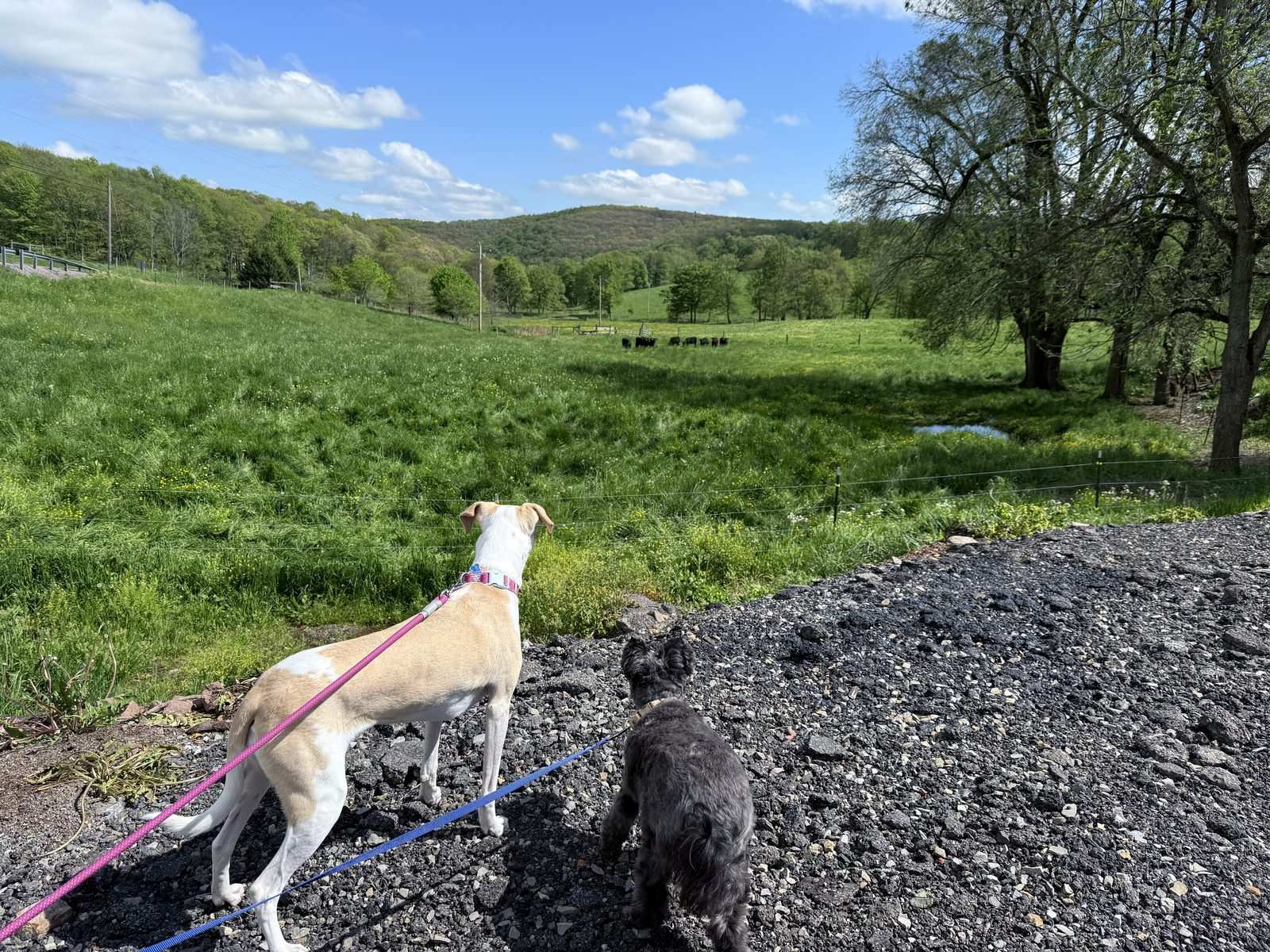 Our stay at Hillegas Sugar Camp