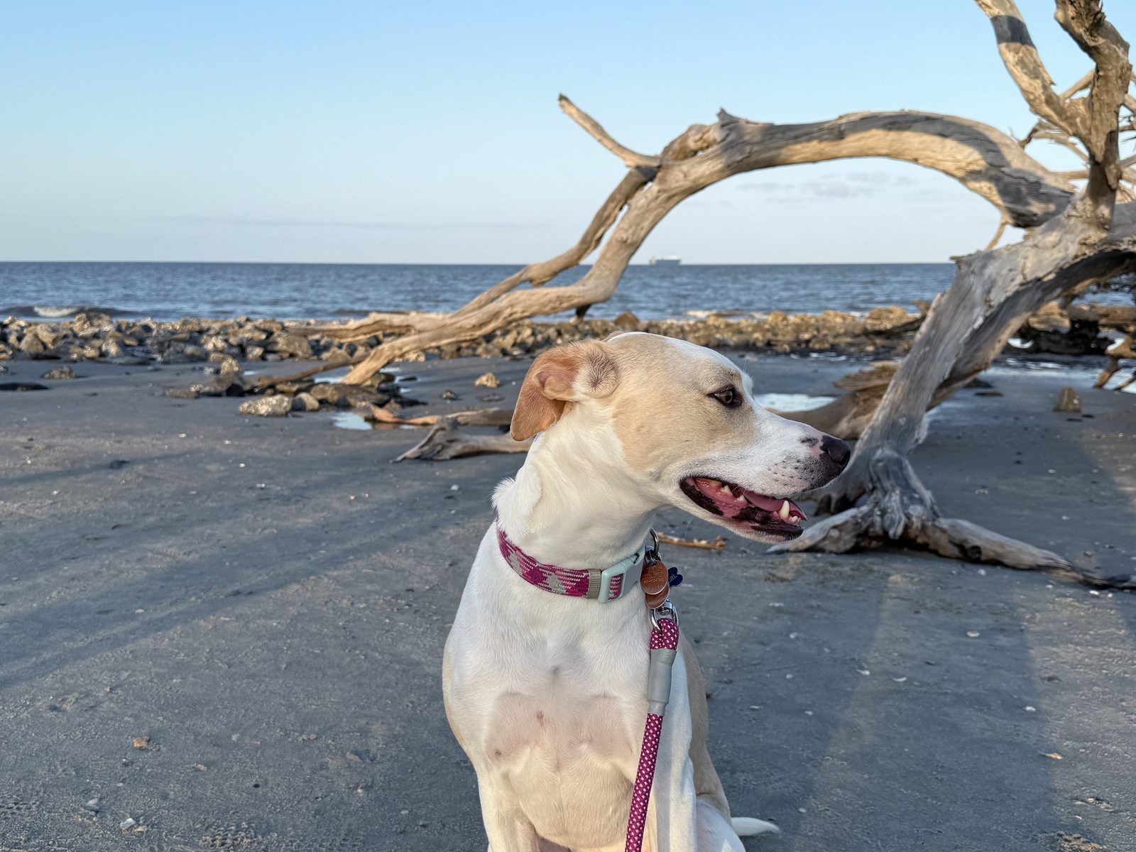 Around our site at Jekyll Island Campground